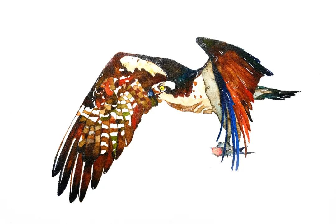 藏文科普 | 雎鸠到底是啥鸟