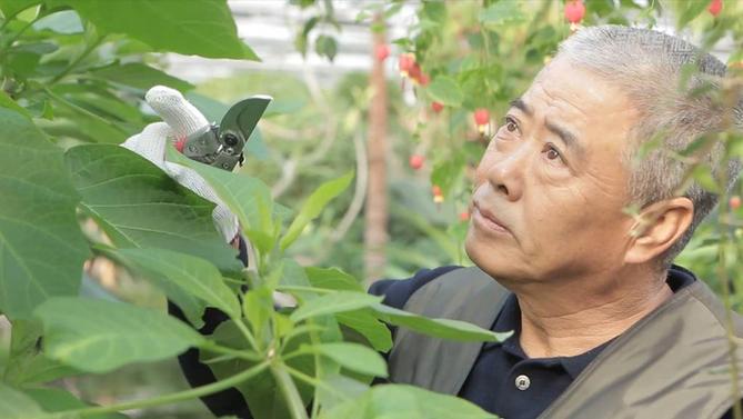 "养花人"王茂春利用修剪下来的枝条进行艺术创作,将枯枝废叶变成各具