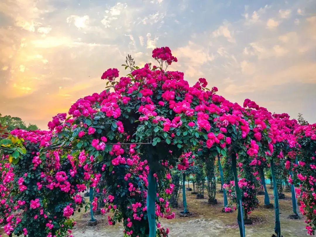 重庆七彩大庄园&nbsp; 图:渝北发布