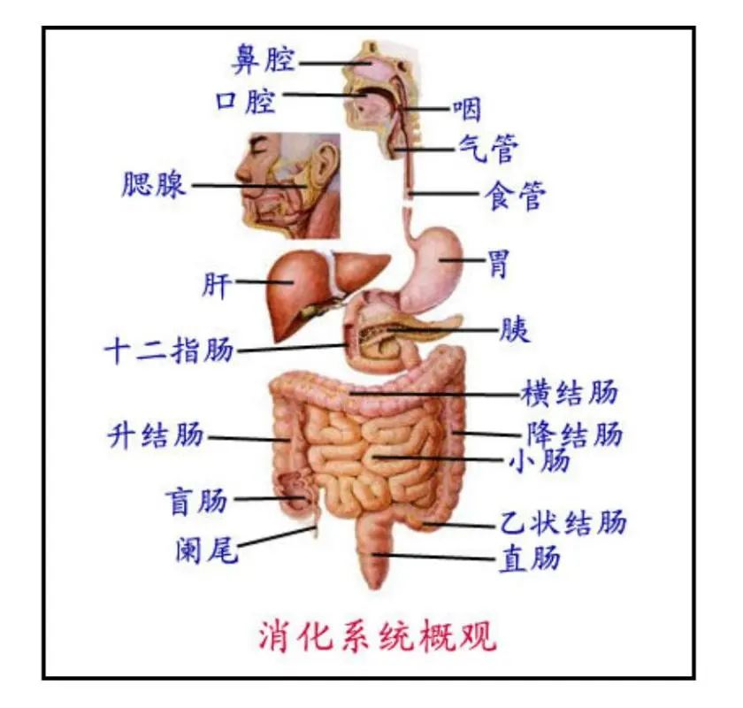 拉肚子是肠癌的早期信号吗听听专家怎么说