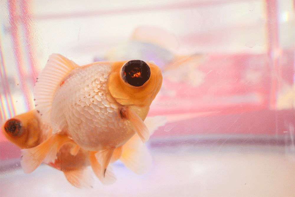 国潮金鱼展宝龙开秀五一假期锁定这里才够嗨