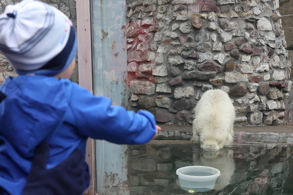 当地时间2021年4月30日，俄罗斯莫斯科，一只北极熊幼崽生活在动物园。