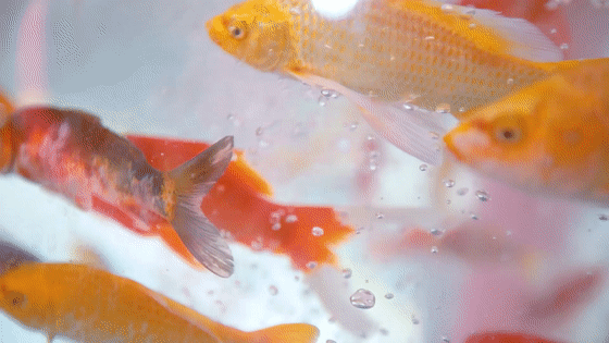 560_315gif 动态图 动图