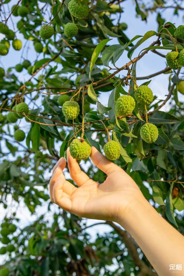 週末去哪兒丨深圳棉花糖花海get宮崎駿動畫的同款夏天