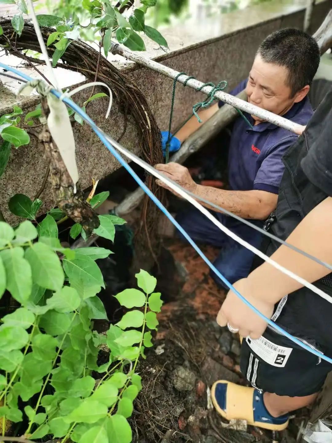 温州人家除“妖”记：13米紫藤根须钻下水道吮水，多户常年漏水