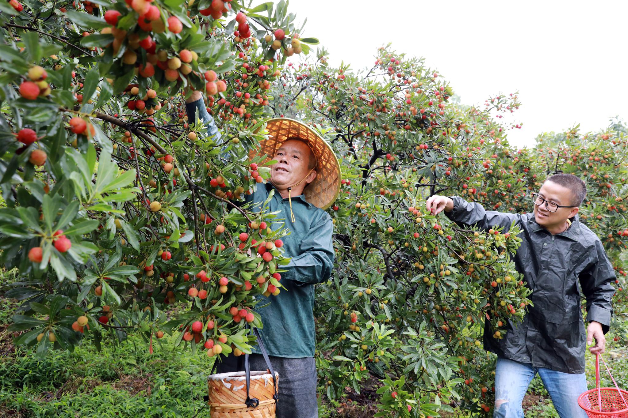 杨梅开摘 快来尝鲜|茶山|杨梅|茶山街道_新浪新闻