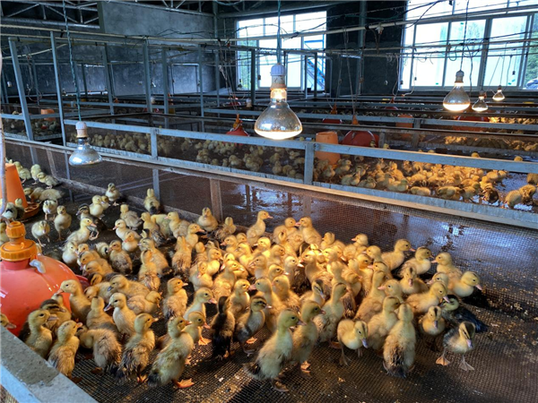 南乡镇南乡鸭养殖基地(央广网发&nbsp;韦慷摄)