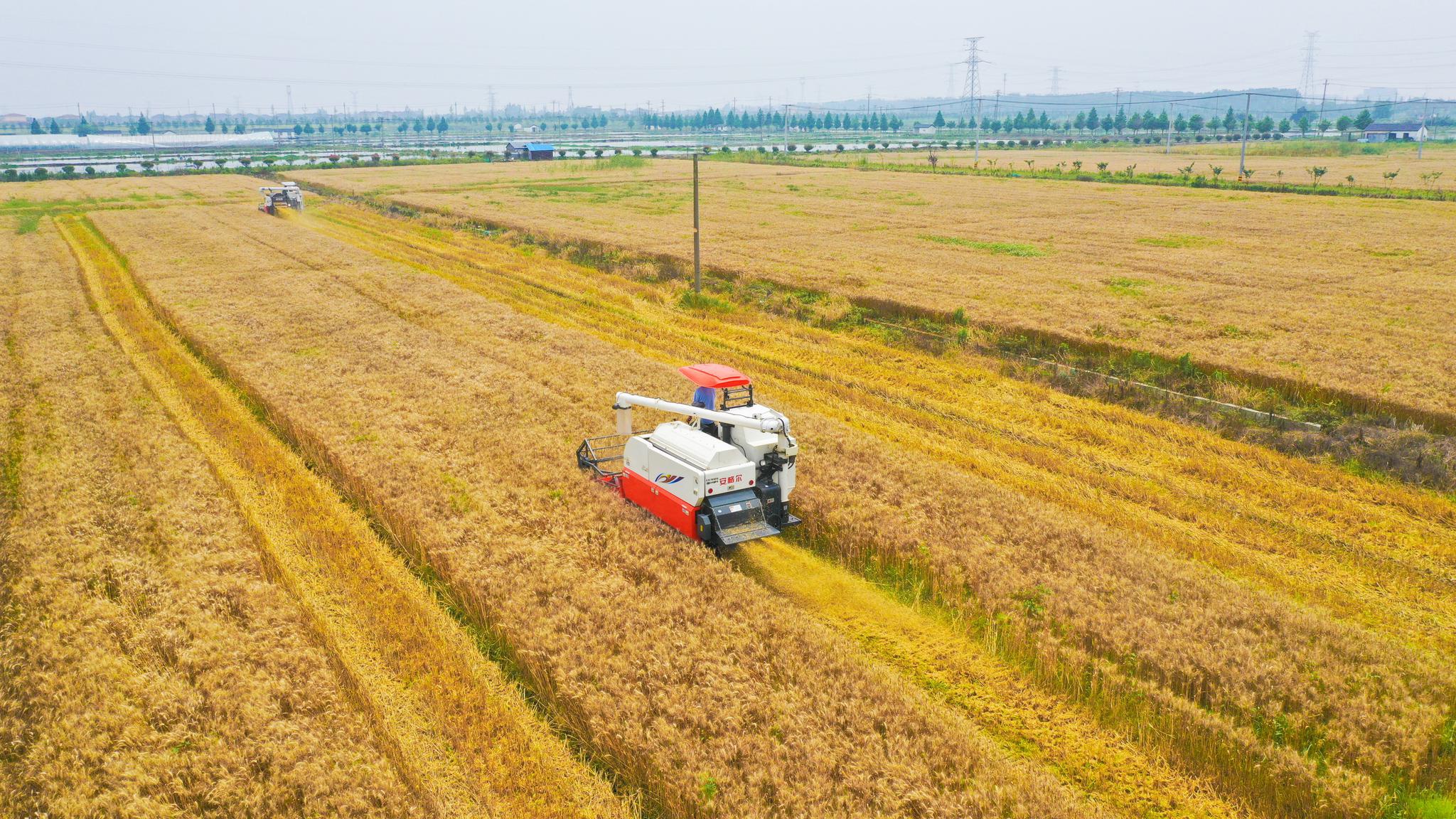 德清小满节气到小麦收割忙