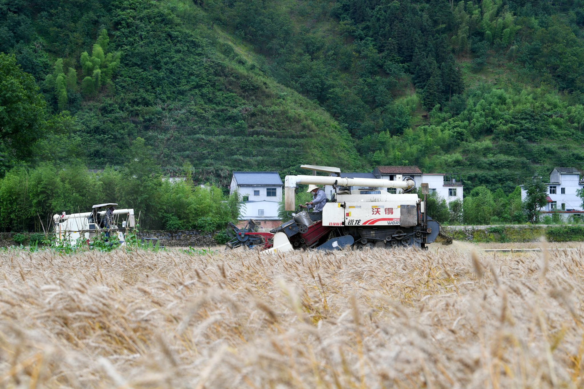 杭州临安:小麦"开镰"喜获丰收|收割机_新浪新闻