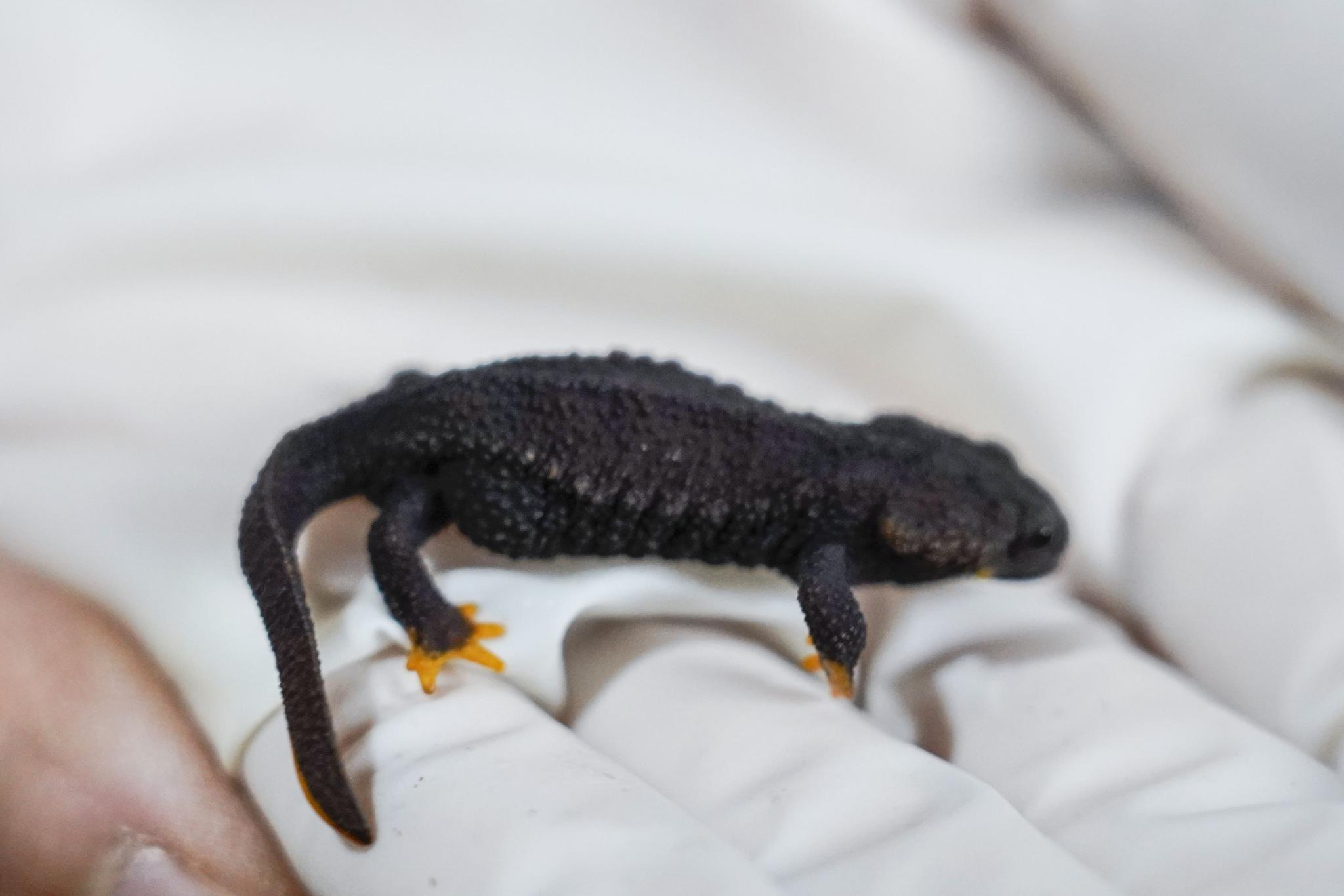 据了解,今年3月,镇海棘螈升格为国家一级保护野生动物,是宁波特有的