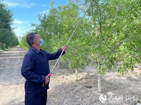 【中国有约】红枣树:百姓发家致富的"发财树"