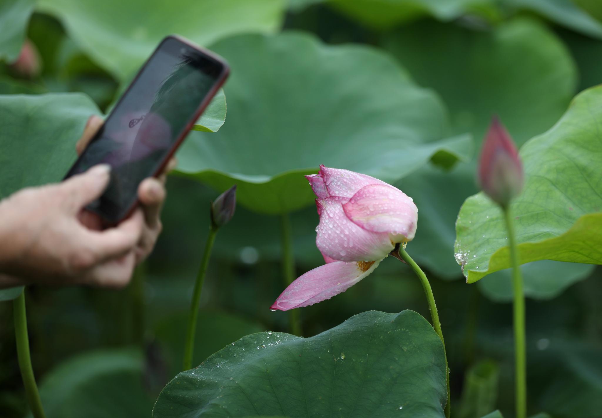 十里荷花 陆续绽放
