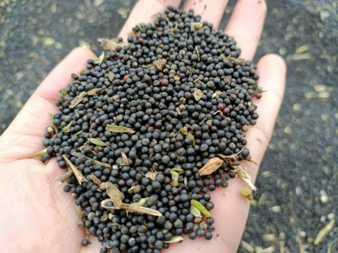 这是农户收割后在清理油菜壳,成熟的油菜籽就是这种黑色的.