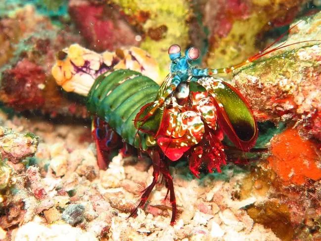 皮皮虾美不美味不知道但战斗力是真的强