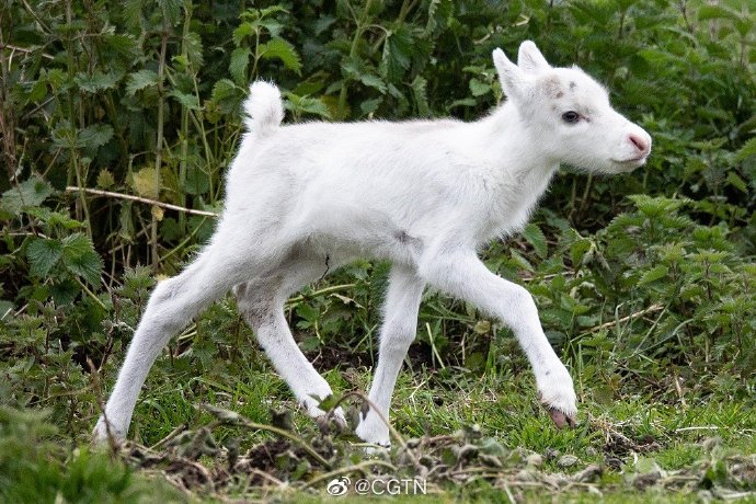 英国农场迎来两头新生白色驯鹿通体雪白颜值高