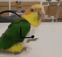 沙雕动图|动物的迷惑行为