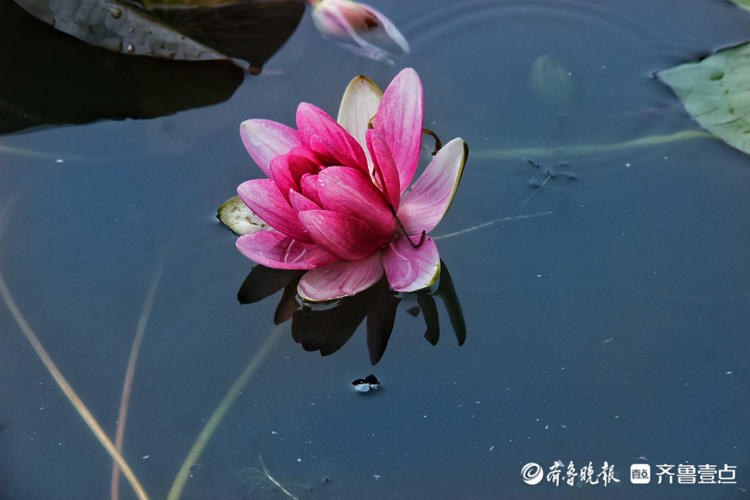 花开齐鲁清水出芙蕖泰安池塘里睡莲绽放惊艳初夏