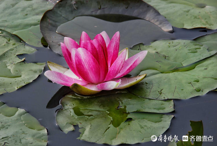 花开齐鲁清水出芙蕖泰安池塘里睡莲绽放惊艳初夏