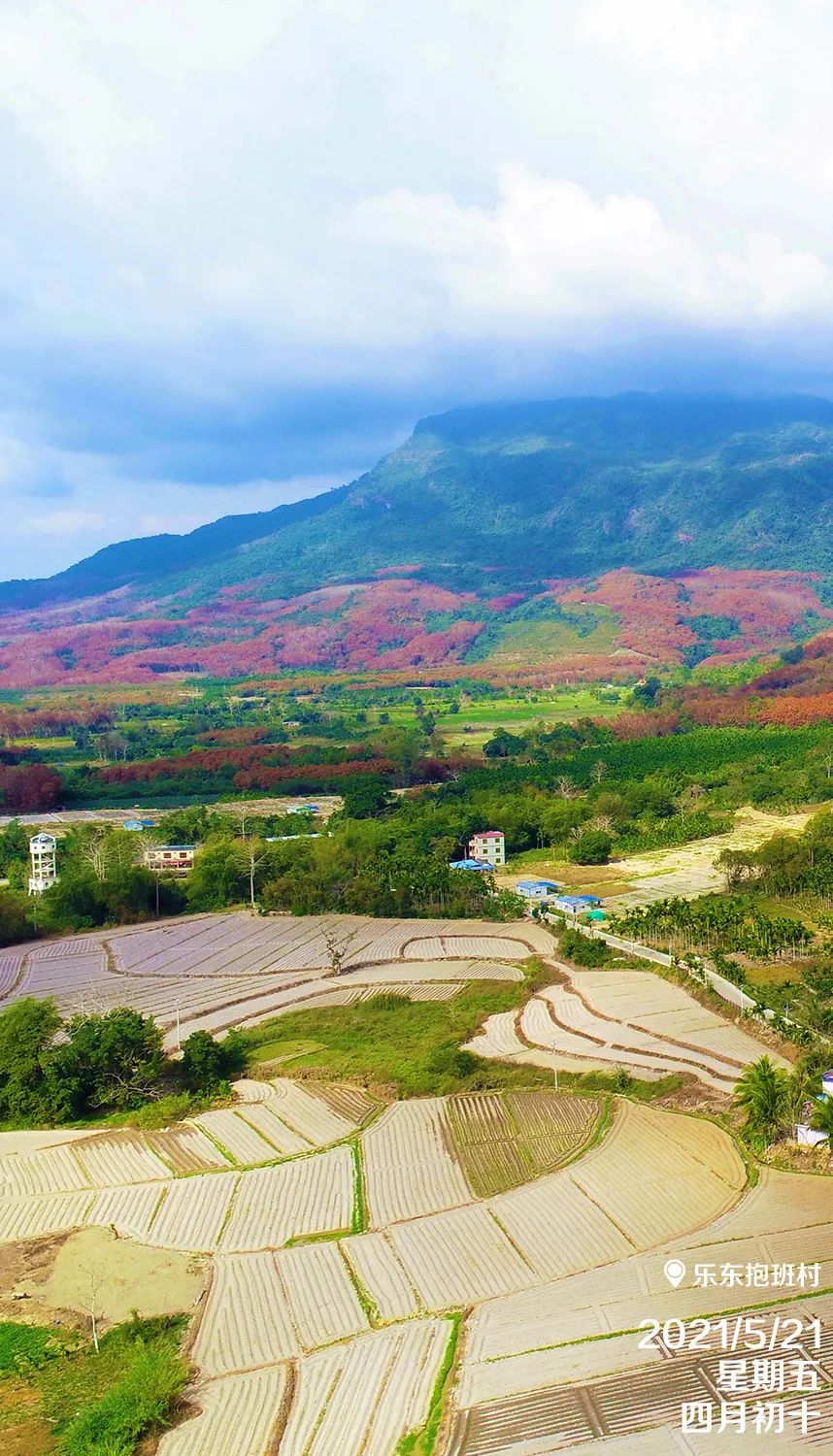 每日一景|樂東抱班村|樂東|黎族|鄉村_新浪新聞