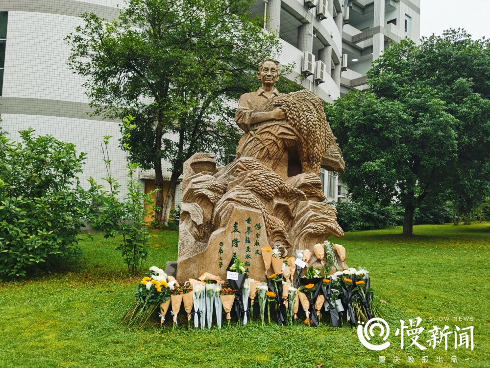 西南大学袁隆平塑像前，师生自发敬献小白花，表达追思。慢新闻图