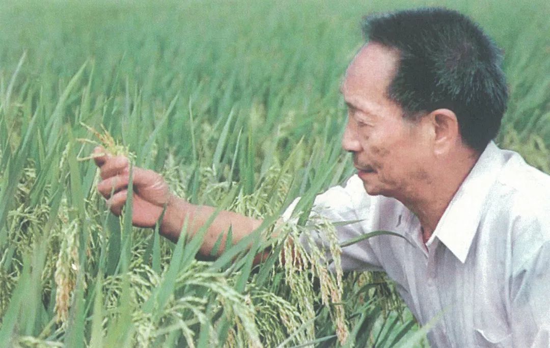 缅怀国之脊梁袁隆平！休闲区蓝鸢梦想 - Www.slyday.coM