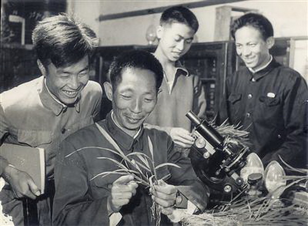 袁隆平早年在实验室进行水稻研究。