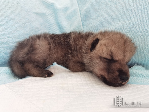 黑龙江省首只全人工饲养北极狼宝宝状态良好求赐名休闲区蓝鸢梦想 - Www.slyday.coM