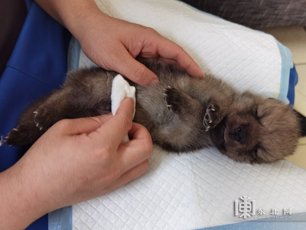黑龙江省首只全人工饲养北极狼宝宝状态良好求赐名休闲区蓝鸢梦想 - Www.slyday.coM
