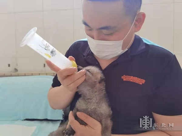 黑龙江省首只全人工饲养北极狼宝宝状态良好求赐名休闲区蓝鸢梦想 - Www.slyday.coM