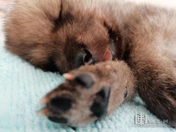 黑龙江省首只全人工饲养北极狼宝宝状态良好求赐名休闲区蓝鸢梦想 - Www.slyday.coM