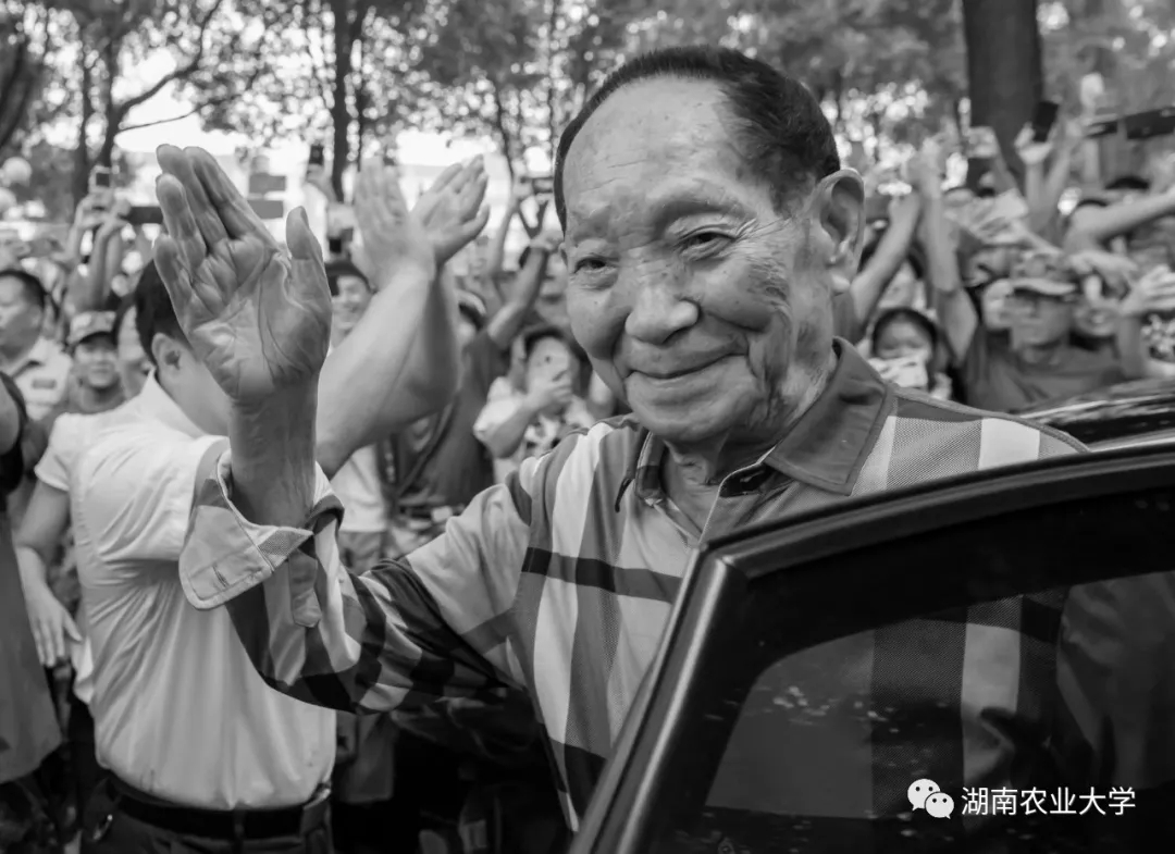 袁隆平微信公众号@湖南农业大学图