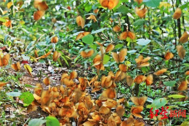 漾濞地震前云南蝴蝶爆发是征兆？云南地震与青海地震是否有关联？地震专家释疑休闲区蓝鸢梦想 - Www.slyday.coM