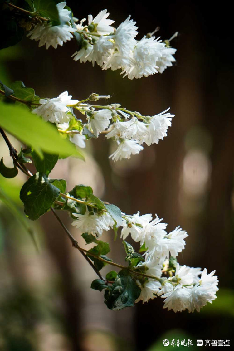 花开齐鲁|纯洁而又清新!济宁曲阜孔府白木香花,你见过吗?|济宁市_新浪新闻