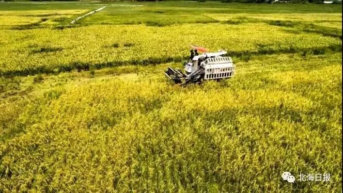 世间再无袁隆平，但“禾下乘凉梦”仍在八桂热土延续休闲区蓝鸢梦想 - Www.slyday.coM