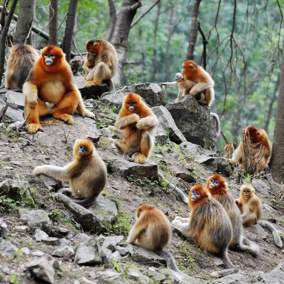 &nbsp; 秦岭四宝科学公园&nbsp; 图