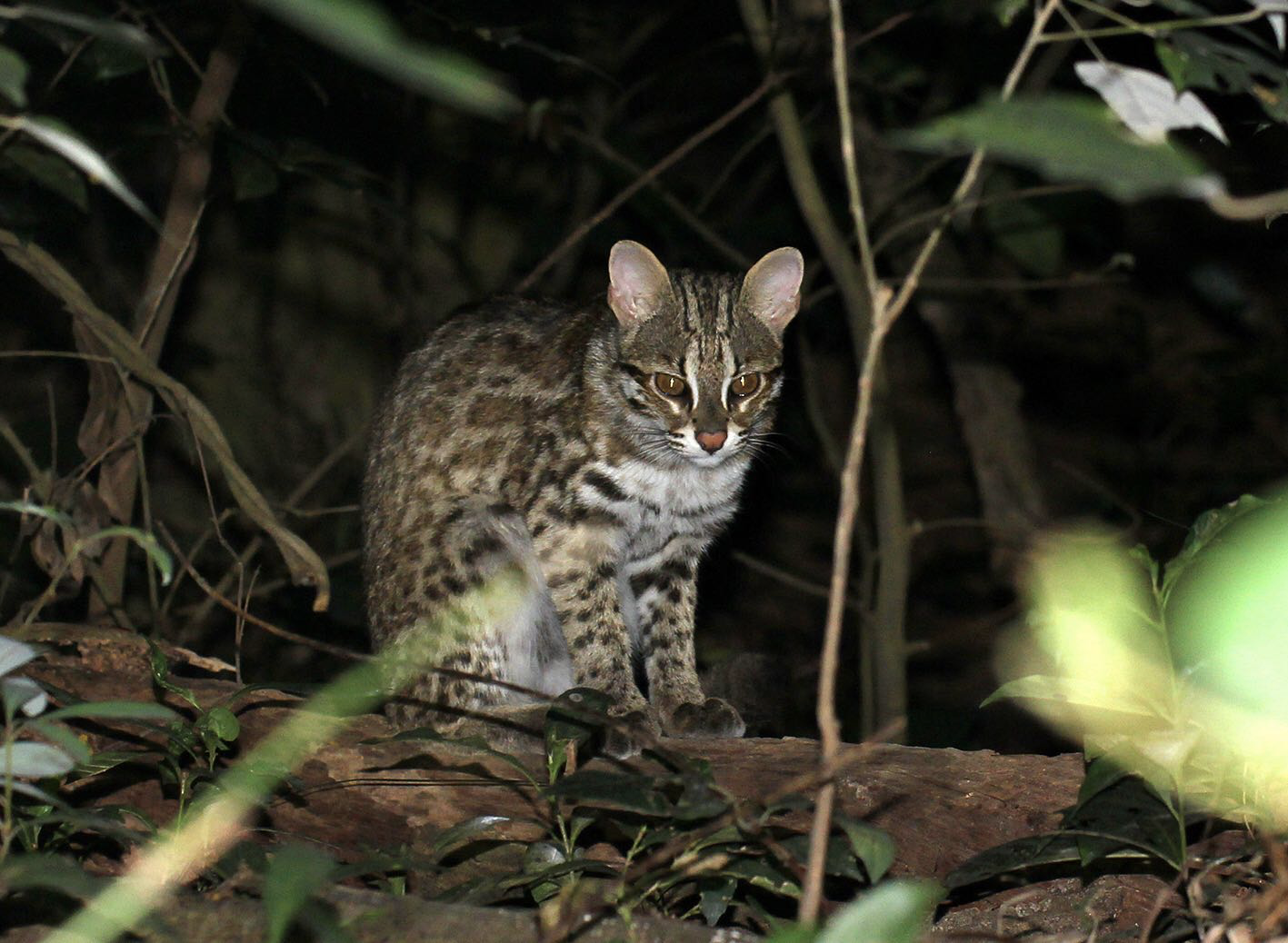 深圳发布国内首份城市生物多样性白皮书,记录国家重点保护物种109种|