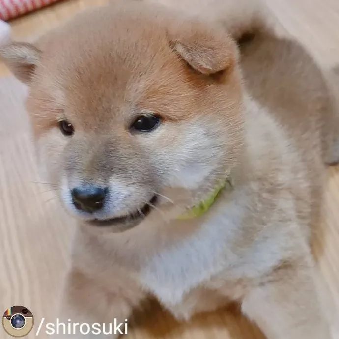 肉乎乎奶香溢出屏了!|柴犬|幼崽|奶香_新浪新闻