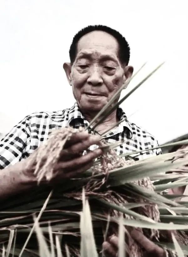 “从泥土里来，到白云中去”——送别！国之脊梁袁隆平休闲区蓝鸢梦想 - Www.slyday.coM