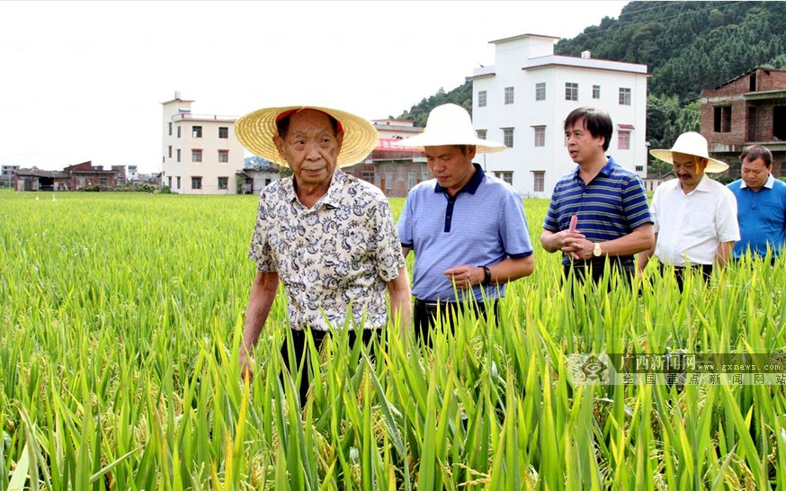 世间再无袁隆平，但“禾下乘凉梦”仍在八桂热土延续休闲区蓝鸢梦想 - Www.slyday.coM
