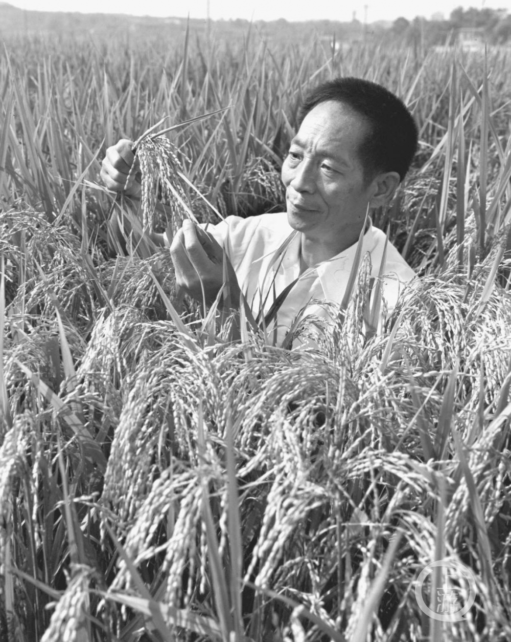 袁隆平驾鹤西去，禾下乘凉梦仍在休闲区蓝鸢梦想 - Www.slyday.coM