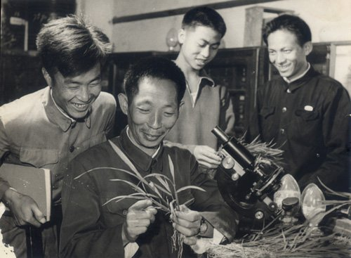 年轻的袁隆平在研究杂交水稻技术（资料图）