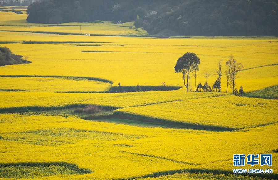 这是在罗平县金鸡峰丛景区拍摄的油菜花(2021年3月2日摄).