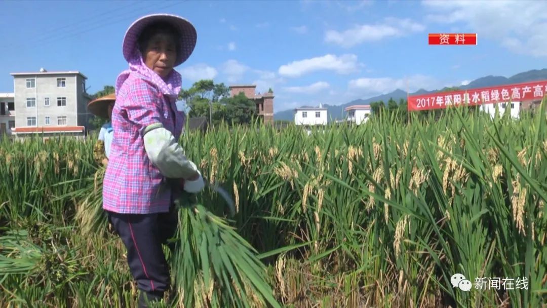 巨星陨落！“杂交水稻之父”袁隆平逝世，但“禾下乘凉梦”仍在八桂热土续延休闲区蓝鸢梦想 - Www.slyday.coM