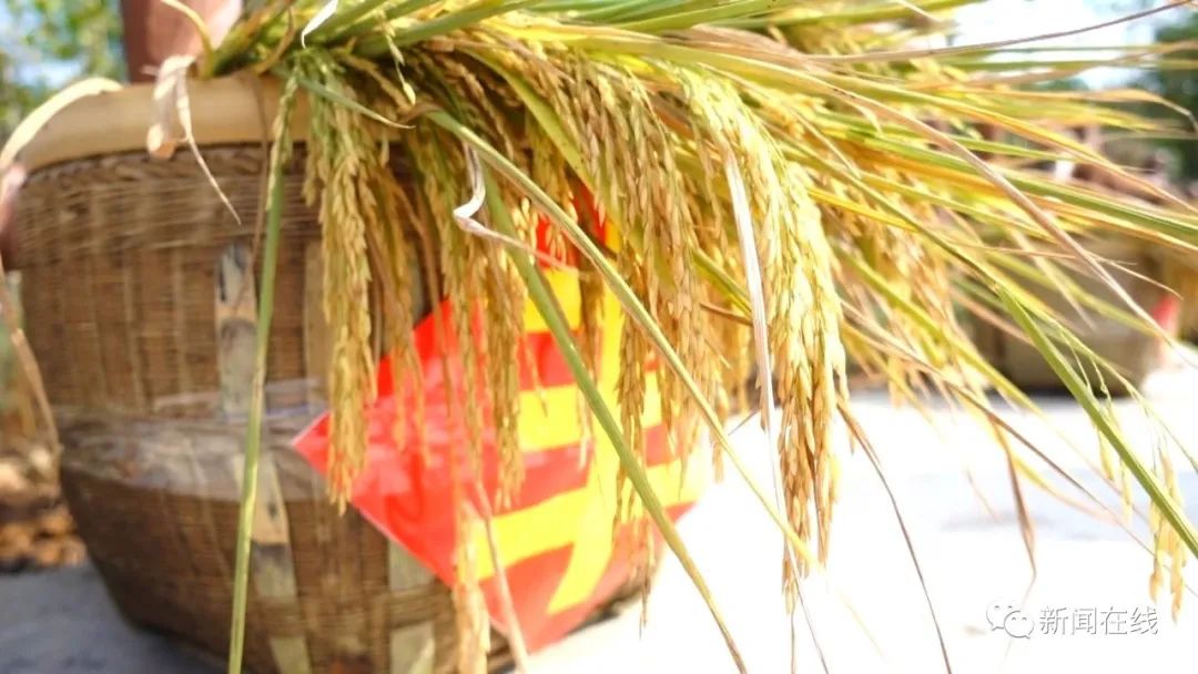 巨星陨落！“杂交水稻之父”袁隆平逝世，但“禾下乘凉梦”仍在八桂热土续延休闲区蓝鸢梦想 - Www.slyday.coM