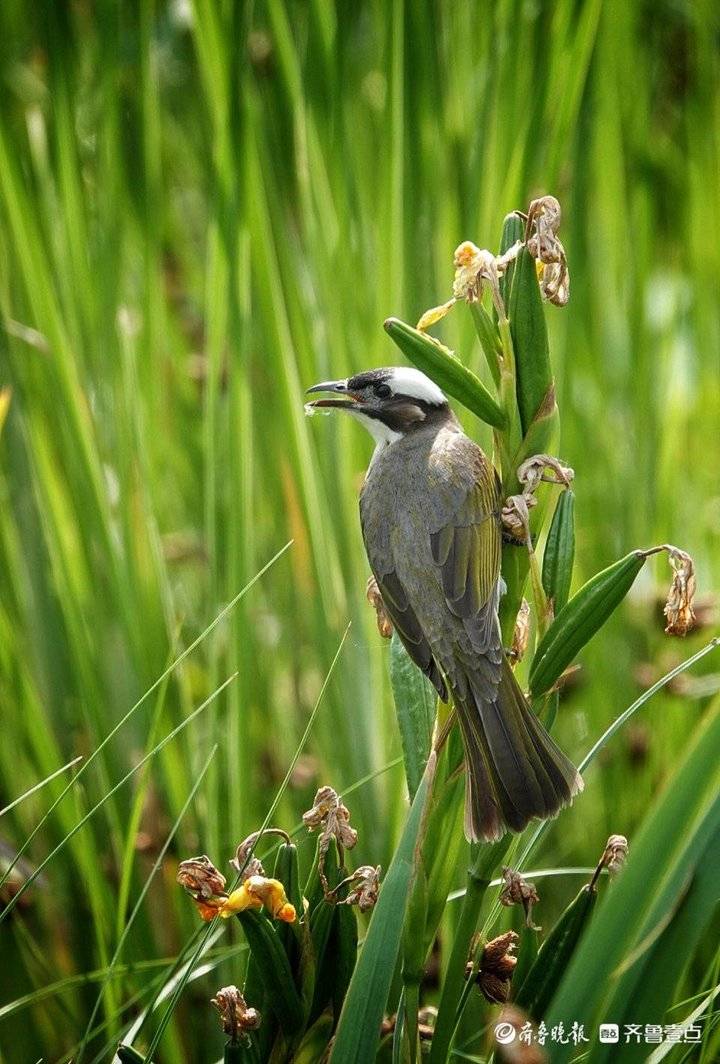 晨起湖拍一只白头鹎正在吃早餐