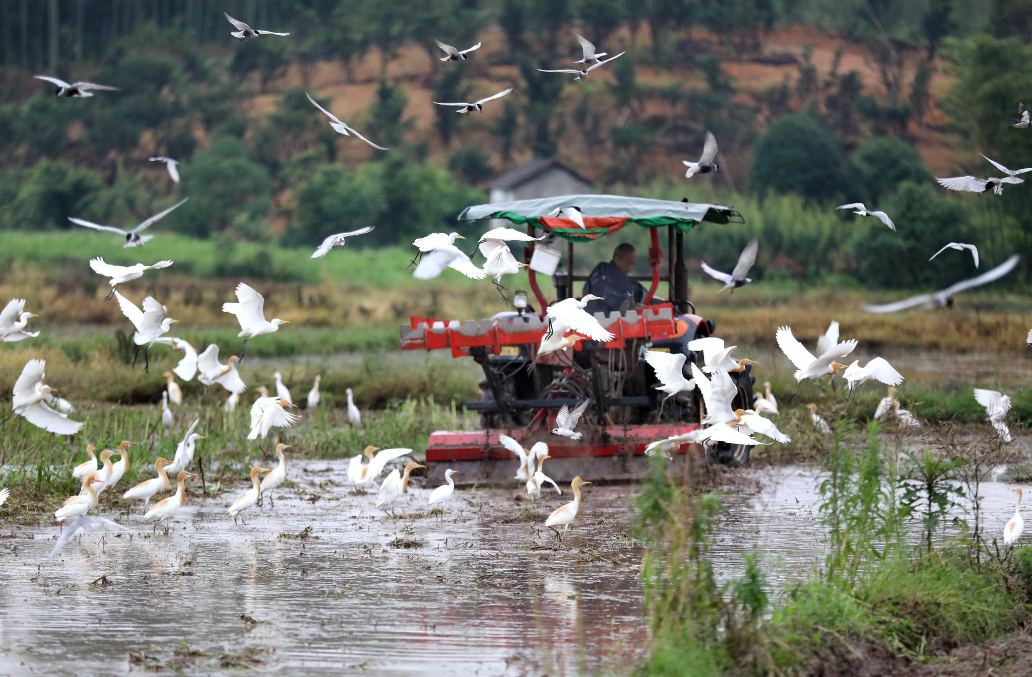 武义群鸟伴耕绘就生态美景
