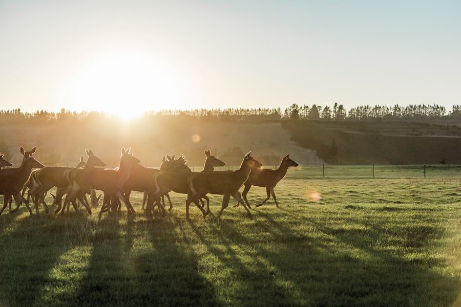 在新西兰牧场上自由奔跑的鹿群