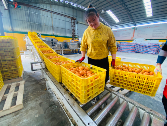 壮乡"幸福果"热销全国 "农鲜直采"助力更多农产品触网