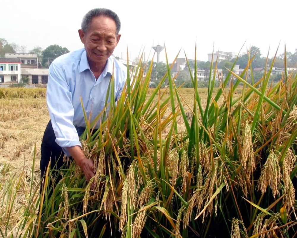 ↑2003年10月9日，“杂交水稻之父”袁隆平院士在湖南湘潭县泉塘子乡的一个超级杂交稻示范田里。新华社记者 丁文杰 摄