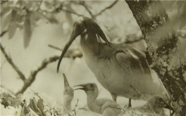 这是1981年在陕西省汉中市洋县姚家沟发现的朱鹮，成鸟在哺育雏鸟（5月12日翻拍照片）。新华社记者 刘潇 摄